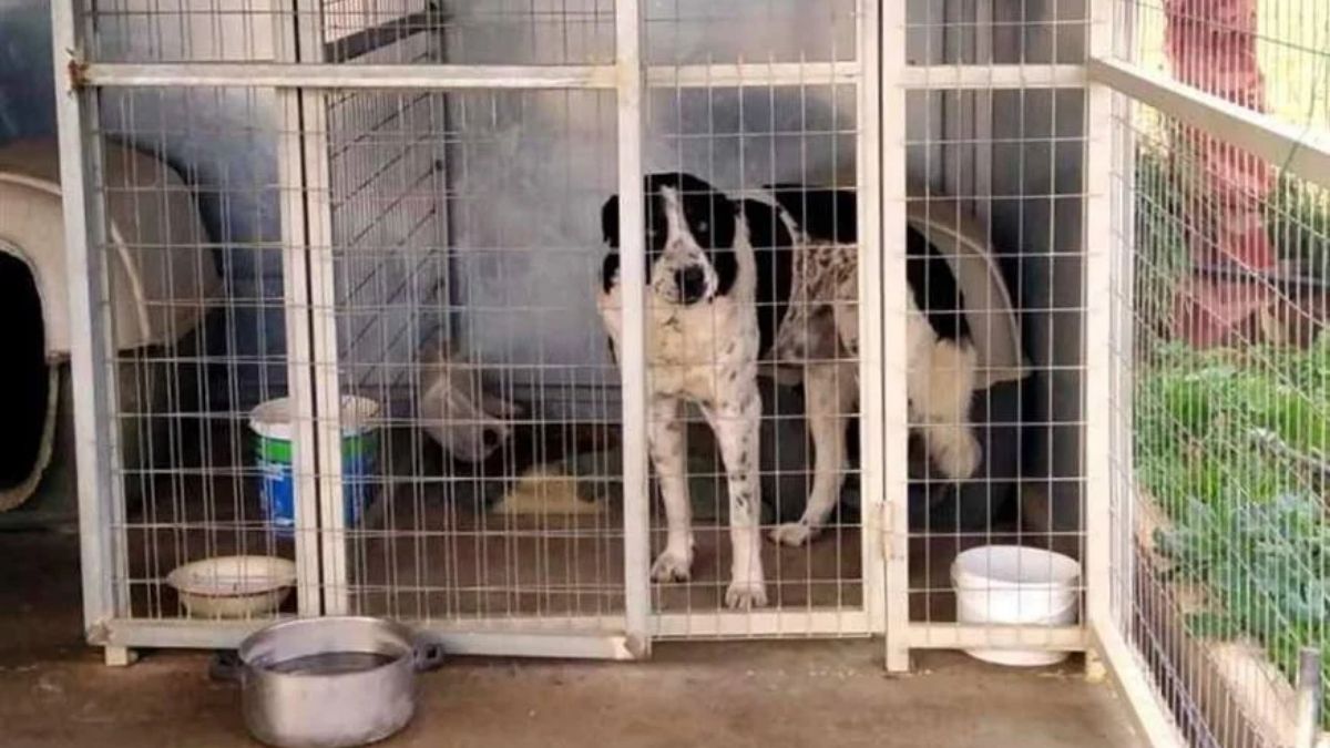 Σκύλος στο κορωπί