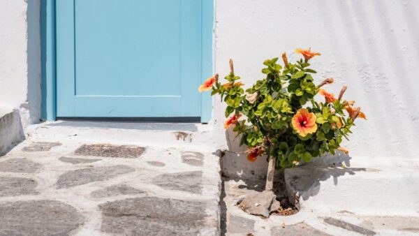 Ένα λουλούδι σε σοκάκι νησιού