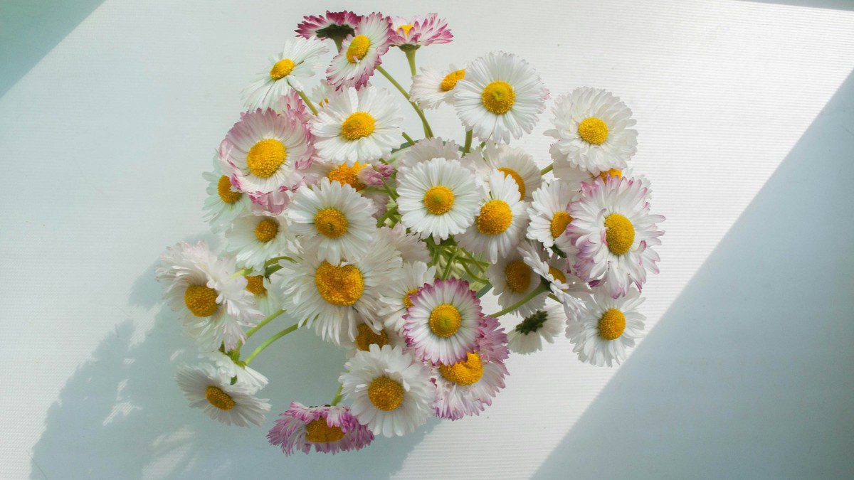 μαργαρίτες