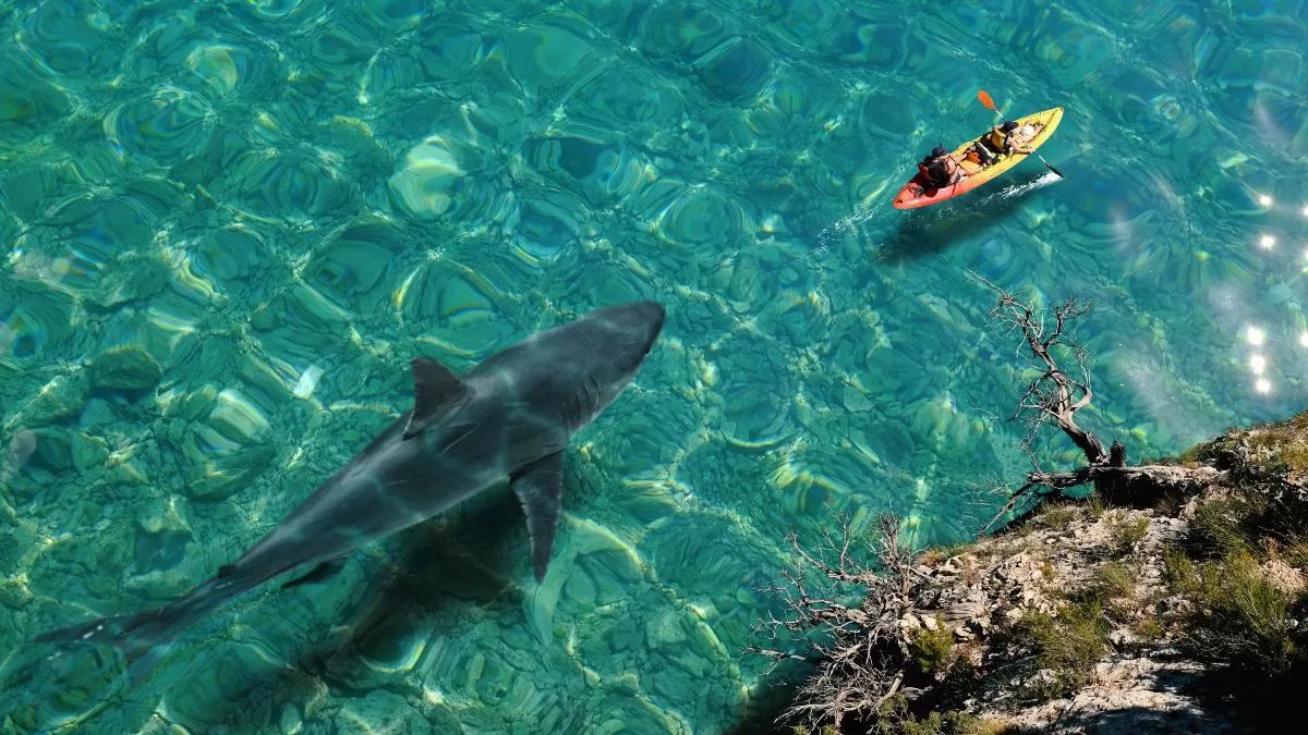 Άνθρωποι με κανό προχωρούν ενώ από πίσω τους υπάρχει καρχαρίας