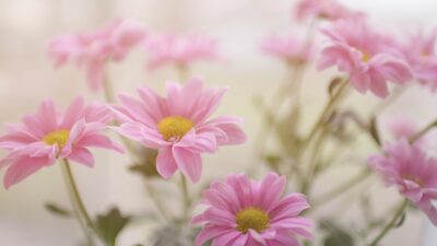 Ροζ λουλούδια