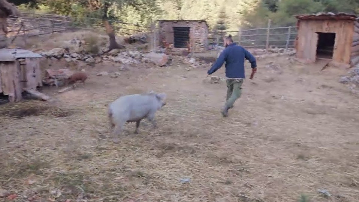 Φάρμα γουρουνίτσα