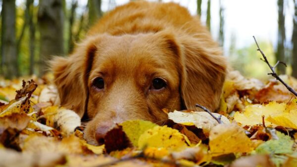 εορτολόγιο