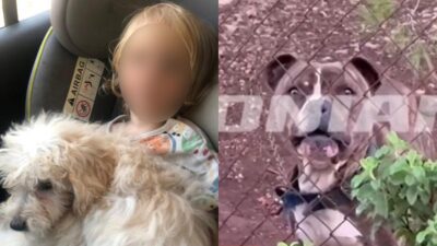 Νεκρό αγοράκι μετά από επίθεση σκύλου