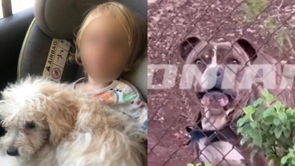 Νεκρό αγοράκι μετά από επίθεση σκύλου